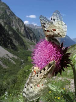 Parc des Ecrins vlinder