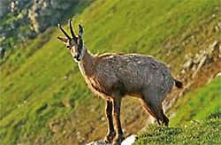 Parc des Ecrins wildlife